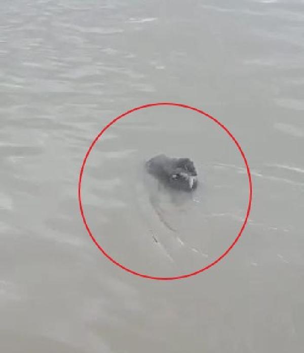 ‘Dicle'de beslenirken görüntülenen su samuru, bölgenin hala doğal özelliğini koruduğunu gösteriyor’