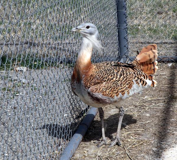 Muş'ta yaralı bulunan kırmızı listedeki toy kuşuna Van'da tedavi