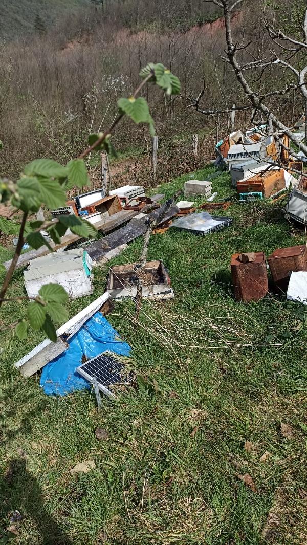 Bartın’da kovanlara ayı saldırdı; 5 bin arı öldü