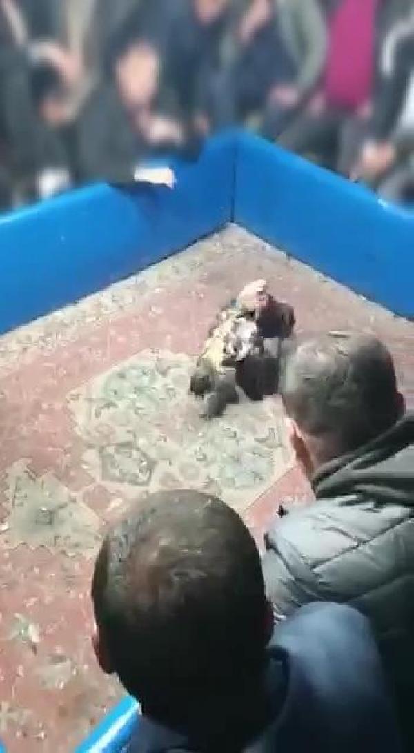 Hayvanları koruma derneğine horoz dövüşü baskını