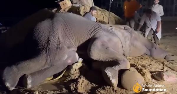Uluslararası bir operasyonla ameliyat edilen Noor Jehan adlı fil öldü