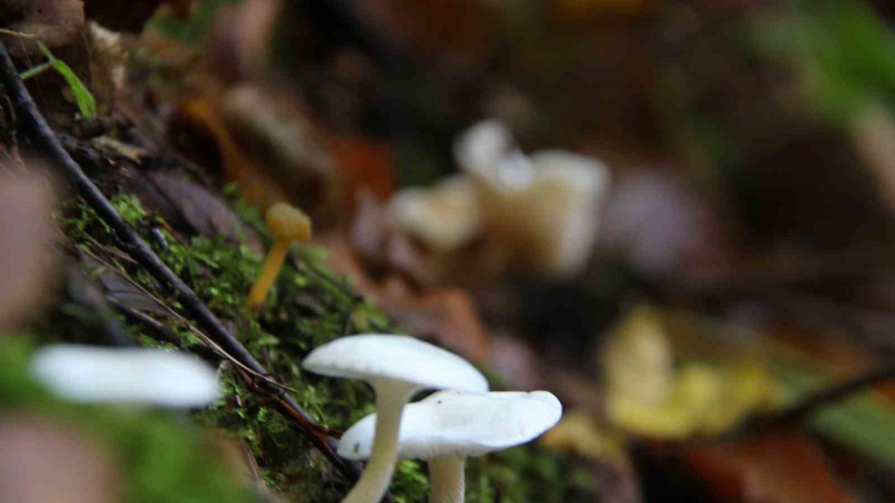 Mantar zehirlenmelerine dikkat