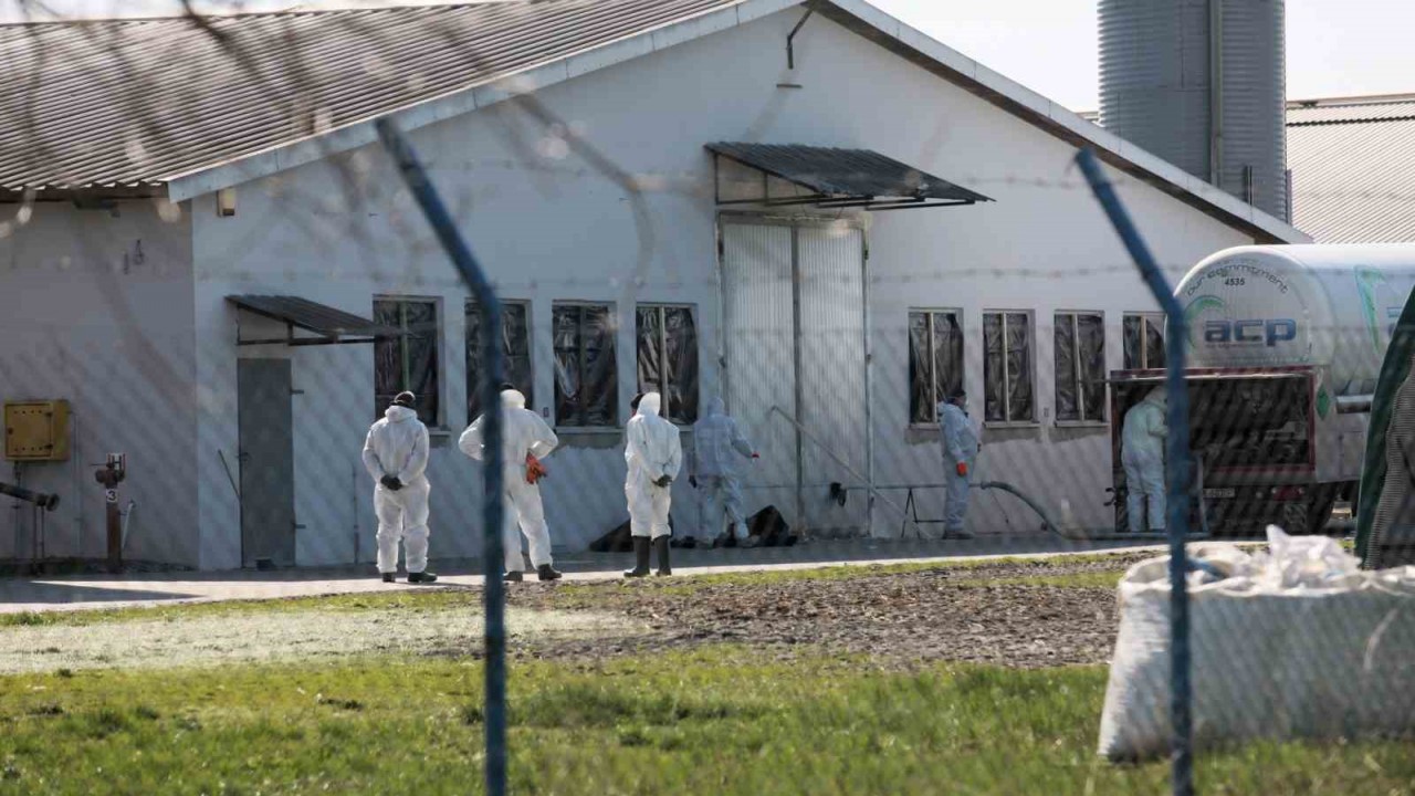 Polonya’da kuş gribi alarmı: 37 bin ördek itlaf edilecek