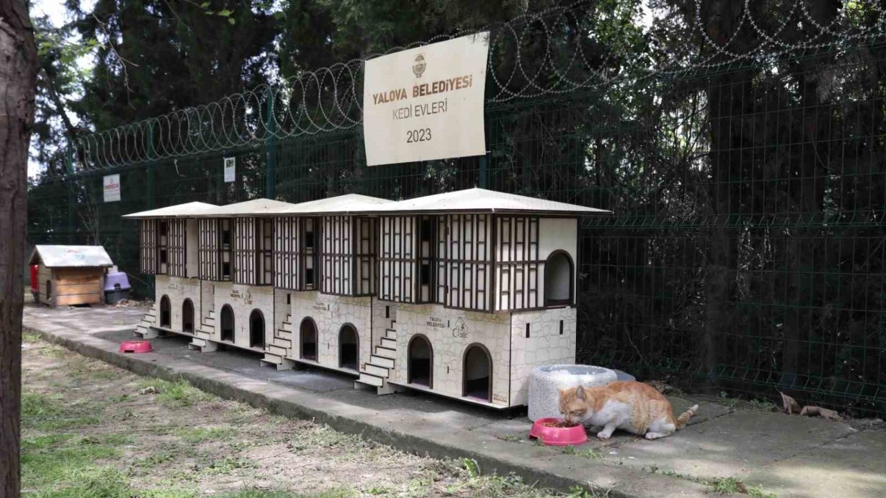 Yalova Belediyesinden Safranbolu konseptli kedi evleri
