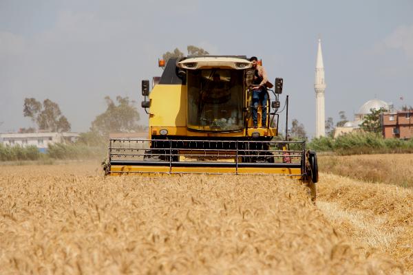 Adana'da 'buğday' hasadı başladı