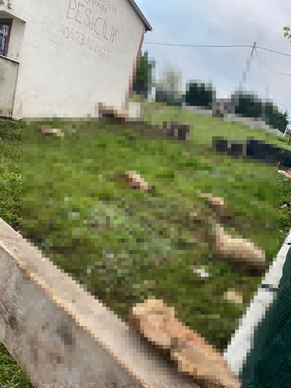 Arnavutköy'de sokak köpeklerinin saldırdığı 14 koyun öldü