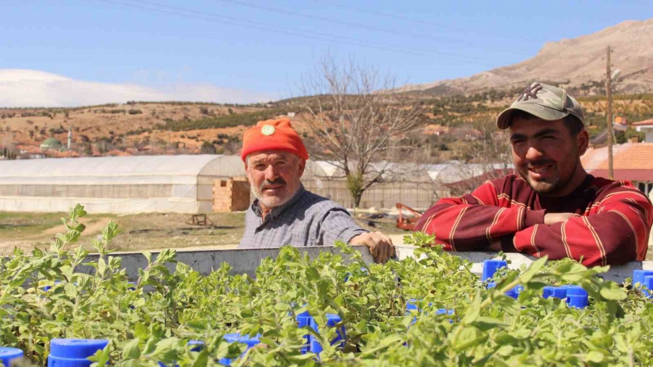 Büyükşehirin hibe ettiği, Antep fıstığı ve kekikler Elmalı’da toprakla buluştu