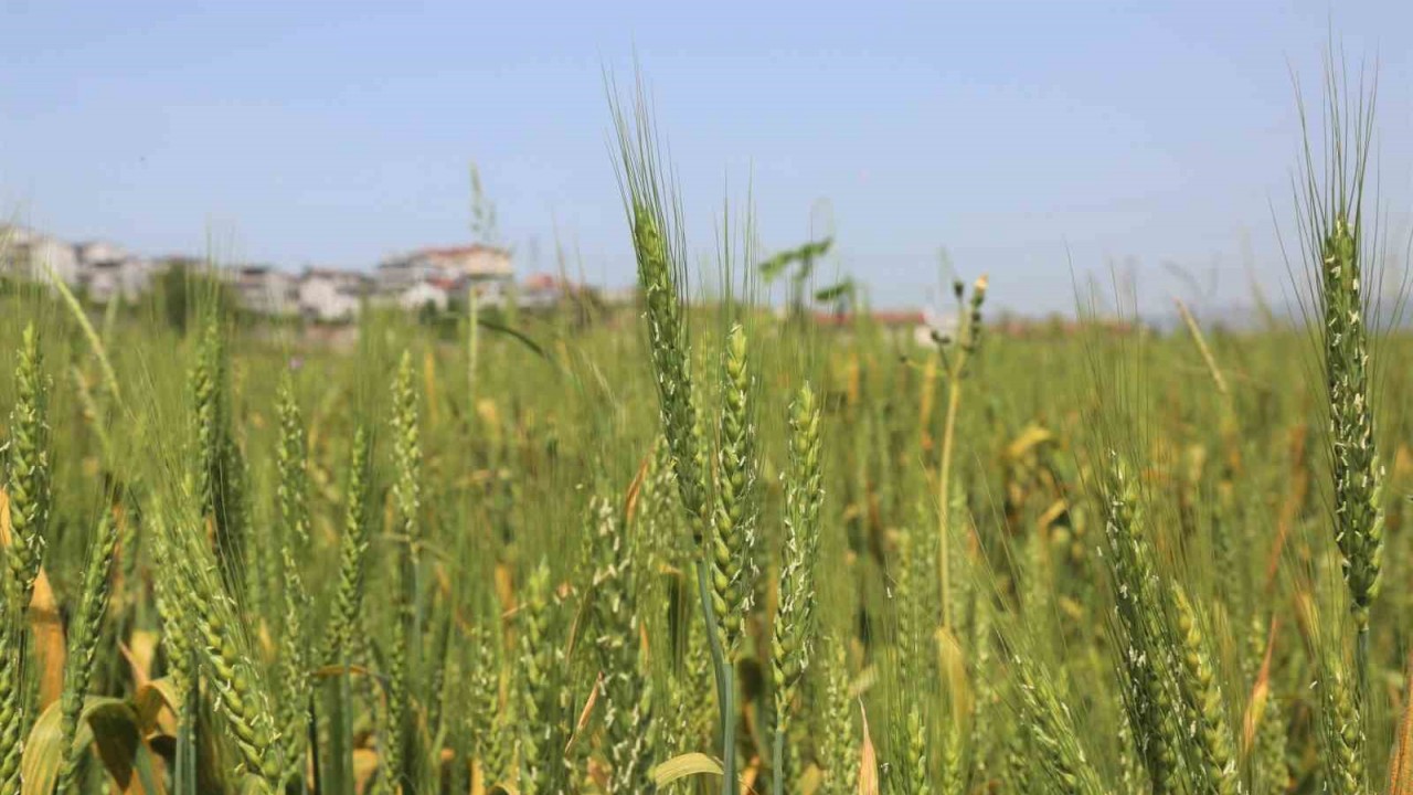 Gölcük Belediyesi buğday yetiştiriyor