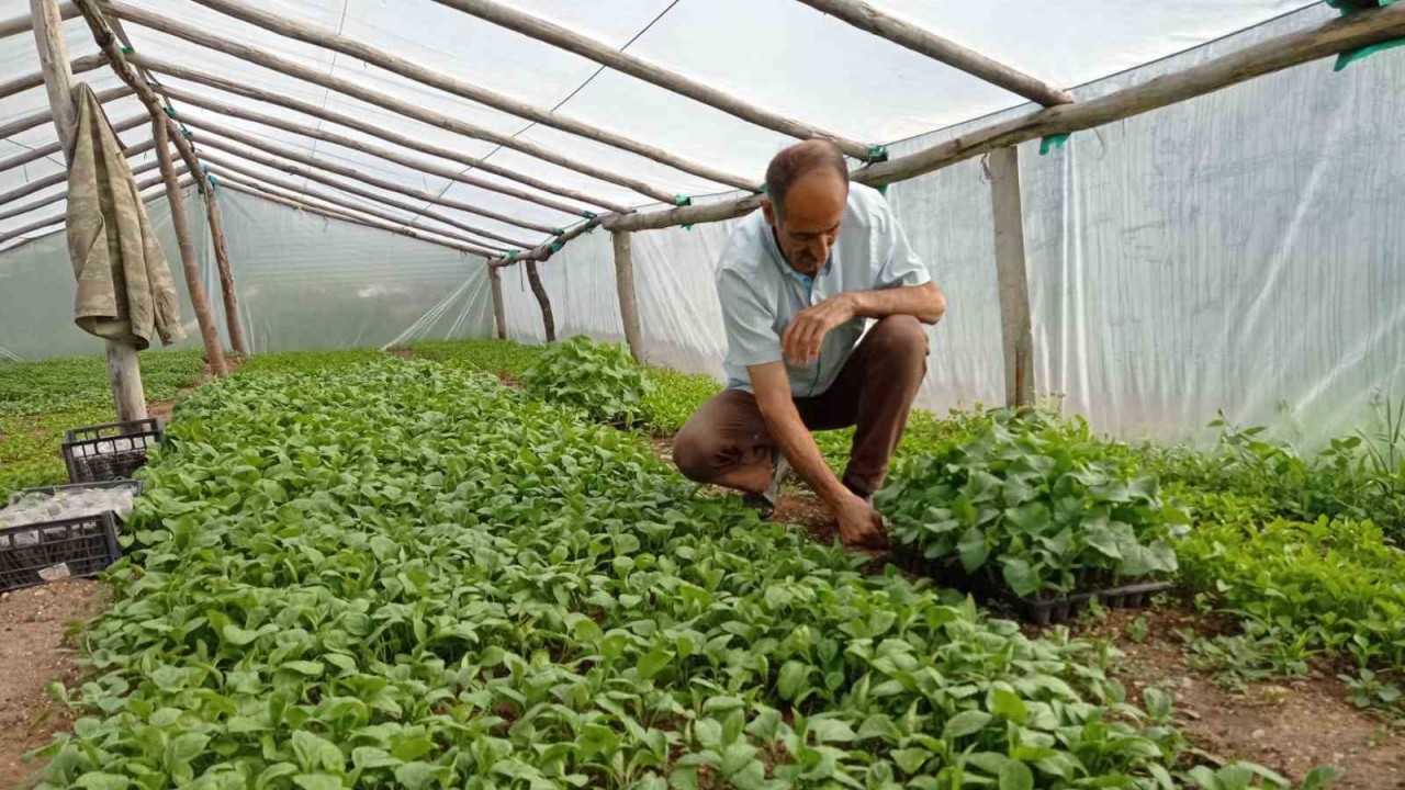 Muhtar, yetiştirdiği sebze fideleriyle tarımsal üretime katkı sunuyor