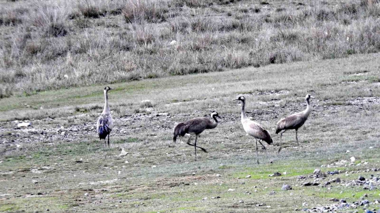 Nesli tükenme tehlikesi altında olan turnalar, Ekşisu Sazlığında görüntülendi