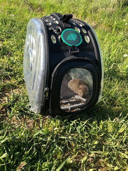 Sağlığına kavuşan ’yediuyur’ doğaya salındı