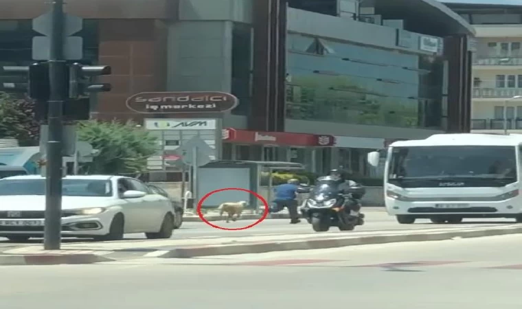 Acemi kasaplar soluğu hastanede aldı (3)