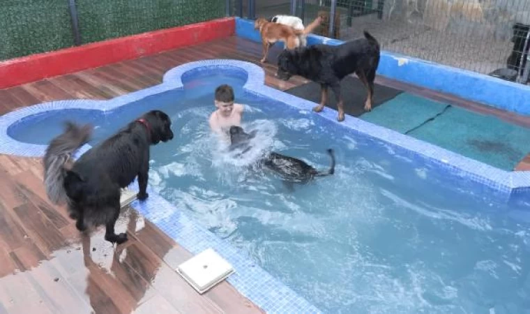 Bayram tatilinde evcil hayvan otellerinde yoğun mesai