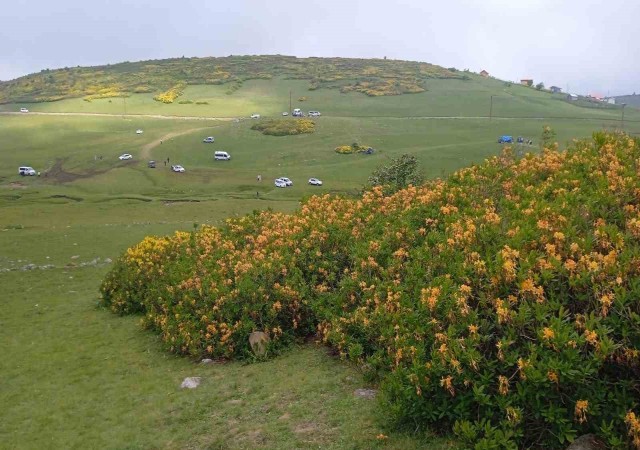 Orduda orman gülleri açtı, yaylalar sarıya boyandı