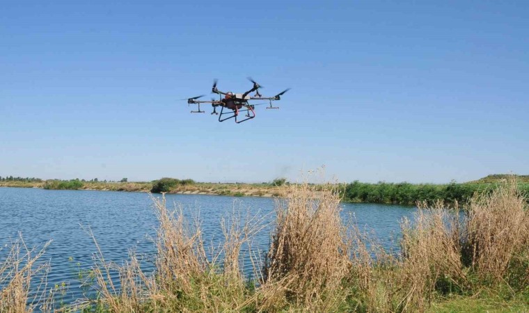 Akşehirde kronomid sineğine dron ile mücadele