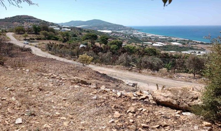 Alanyada avokado bahçesinde çıkan yangında 9 dönüm alan zarar gördü