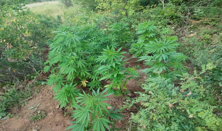 Bingölde 138 kök kenevir bitkisi ele geçirildi