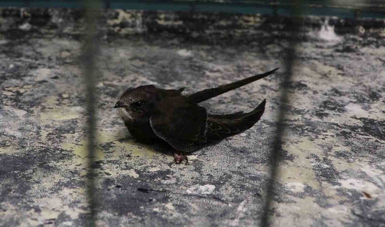 Bitkin düşen yavru ebabil kuşu tedavi altına alındı