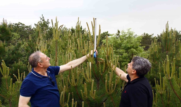 Genç fidanlar hızla büyüyor