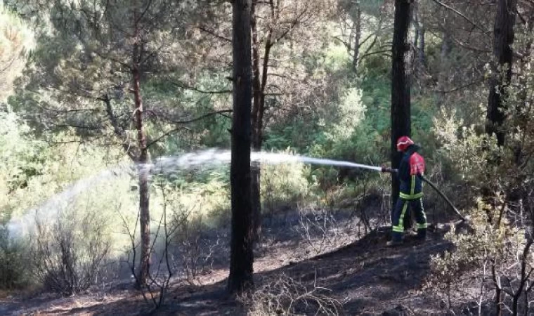 Geniş haber // Sultangazi’de orman yangını büyümeden söndürüldü