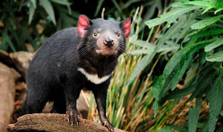 Kanserli Tazmanya Canavarlarını tespit eden yapay zeka çalışması yankı uyandırdı