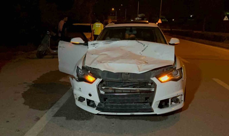 Otomobilin çarptığı hayvan telef oldu