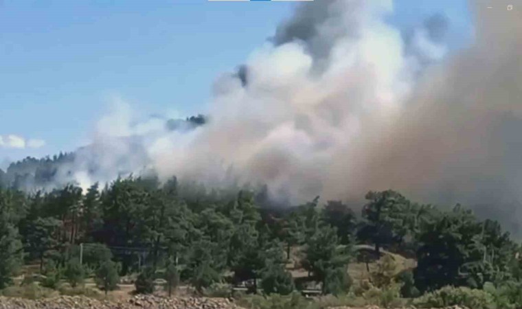 Ulada orman yangını