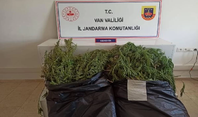 859 kök Hint keneviri ele geçirildi; 4 gözaltı