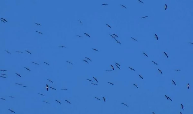 Göç yolundaki leylekler Anadolu Yakası’nda görüntülendi