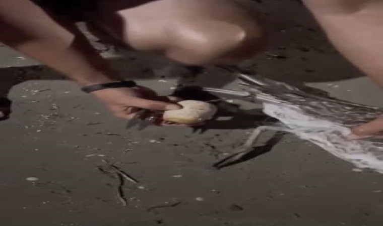 Misinaya dolanan martıyı kurtarma operasyonu: O anlar kayıt altına alındı