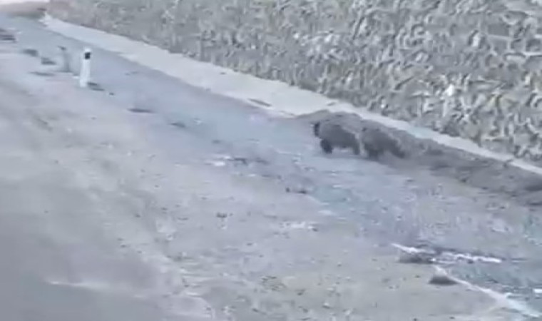 Yavru ayıların arabayla gülümseten yarışı