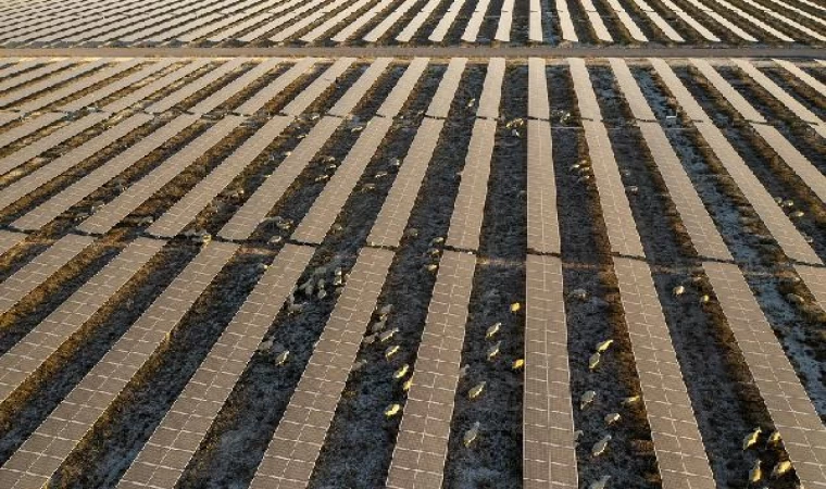 Karapınar Güneş Enerjisi Santrali’nin sahası koyunların otlaması için açıldı