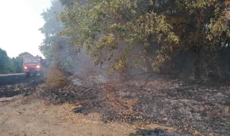 Silivri’de ağaçlara sıçrayan yangın büyümeden söndürüldü