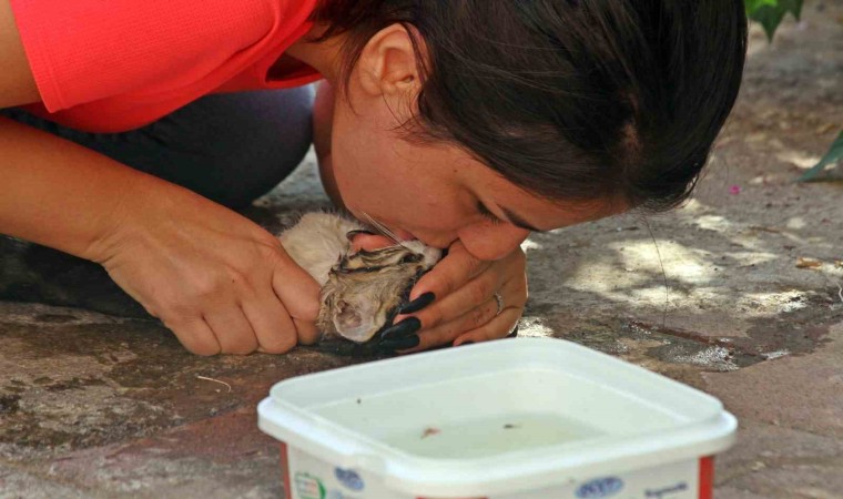 Duvarla depo arasına sıkışan yavru kediyi, çiftin hayat öpücü kurtaramadı