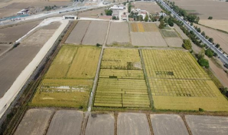 Trakya Tarımsal Araştırma Enstitüsü’nde, 99 yılda 195 farklı tohum geliştirildi