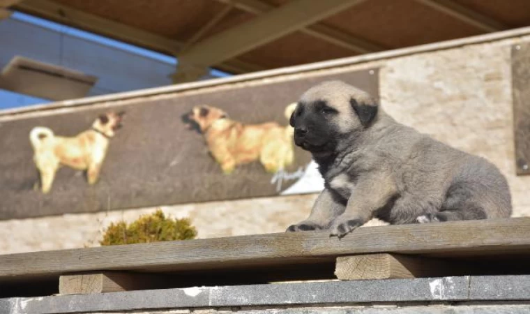 Türkmenistan Devlet Başkanına hediye edilen Kangal köpeği gönderildi