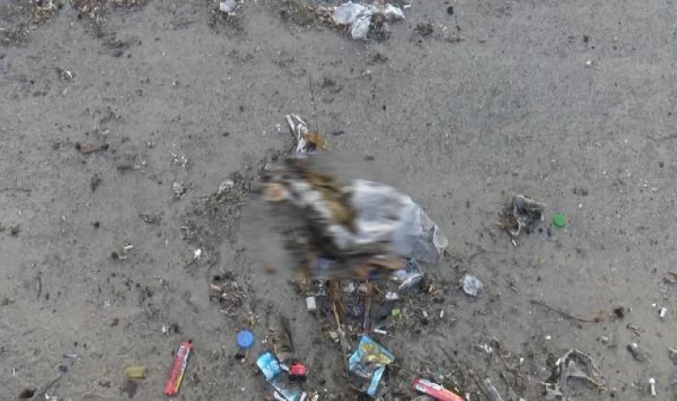 Bakırköy’de dalgalara kapılan çok sayıda yavru kedi öldü