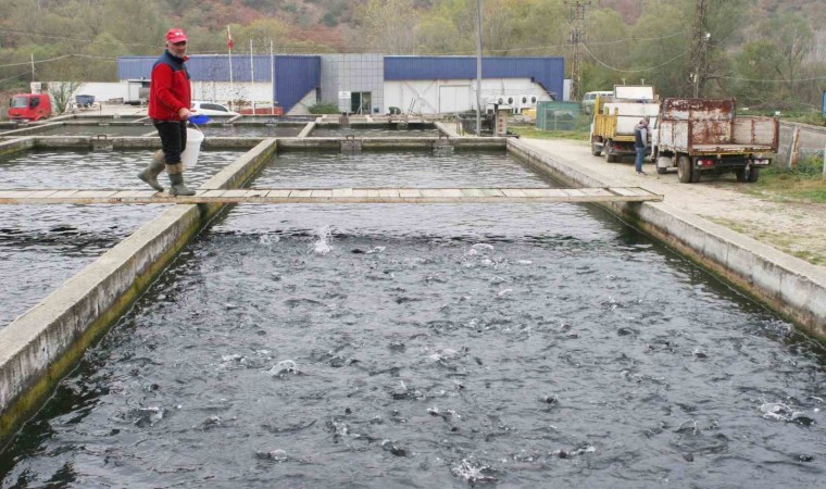 Bilecikte 52 yıl önce kurulan tesiste yılda bin ton alabalık üretiliyor