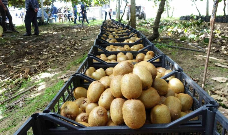 Samsunda kivi hasadı