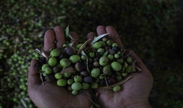 Yemeklerin vazgeçilmezi zeytinyağı, fabrikada 210 TLden alıcı buluyor