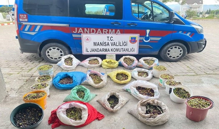 Zeytin hırsızları jandarmadan kaçamadı