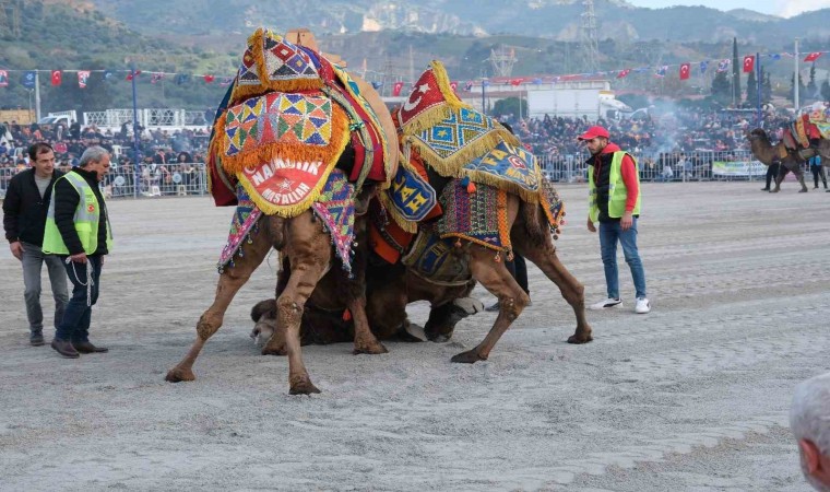 Dünya kupasının sahibi 'Ayhan Bey adlı pehlivan deve oldu
