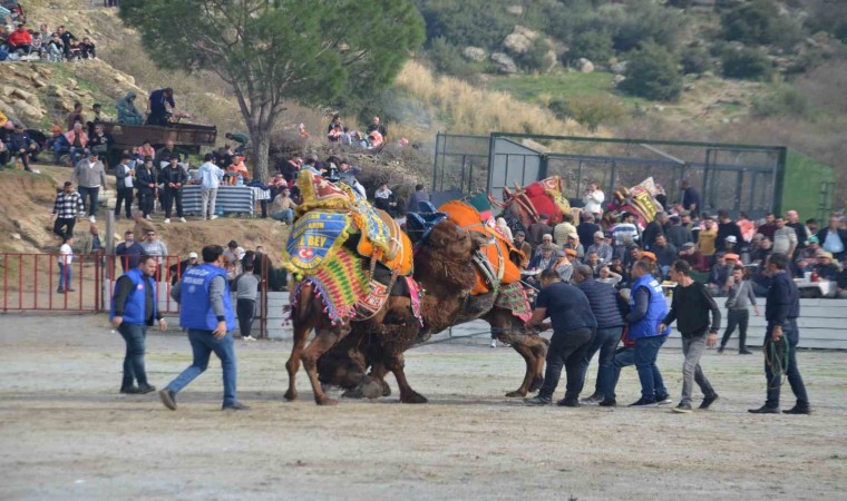 Egede deve güreşi heyecanı başladı