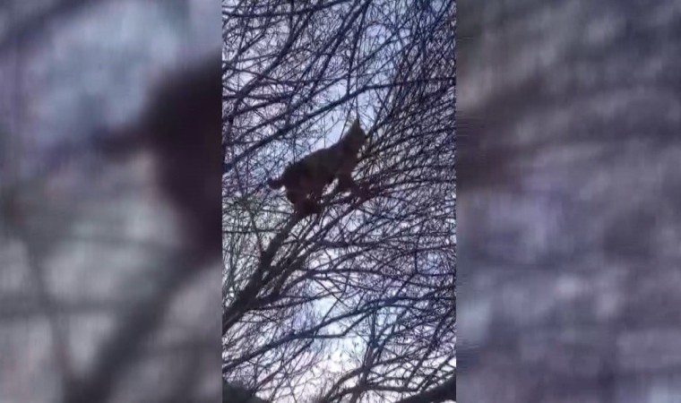 Erzincanda kırmızı listede yer alan vaşak görüntülendi