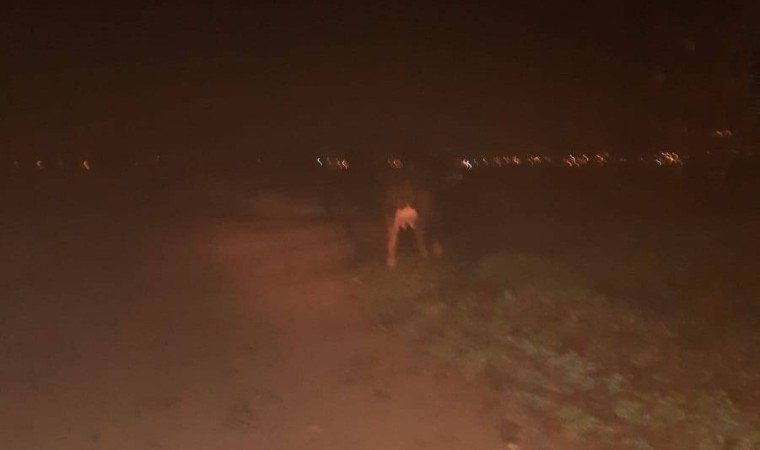 Jandarma kayıp hayvanı buldu