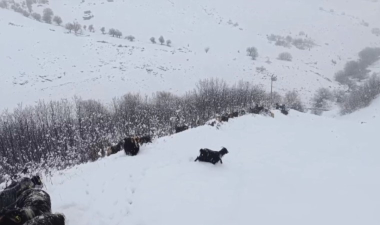 musta kar yagisina hazirliksiz yakalanan besiciler zor anlar yasadi 1 1703332826