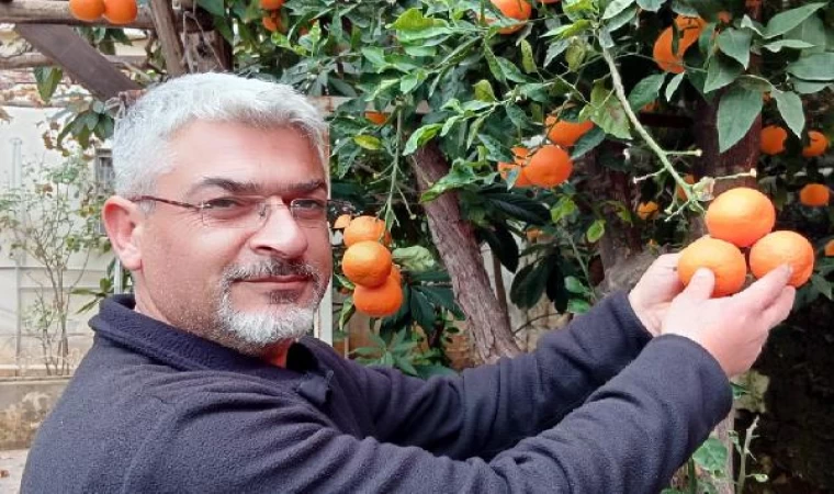Çukurova’da parayla satılmayan turunç, limona alternatif olma yolunda