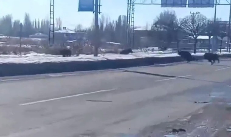 Erciş merkezine domuz sürüsü indi