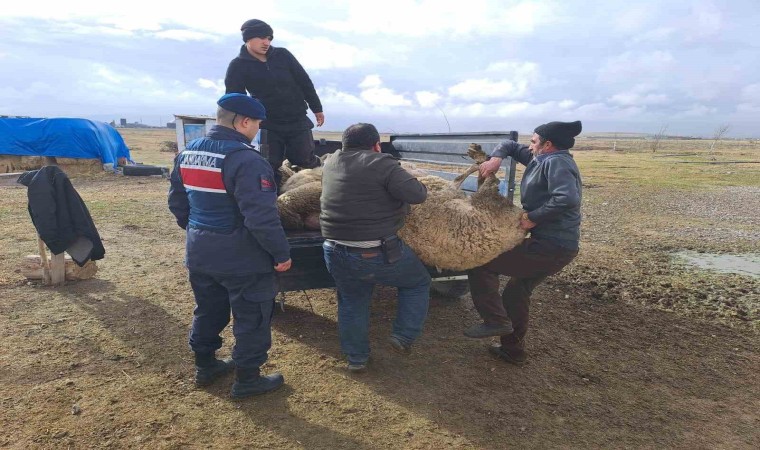 Komşusunun arazide otlayan koyunlarını çaldı