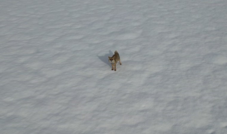 Tuncelide karda yiyecek arayan tilki dron kamerasında